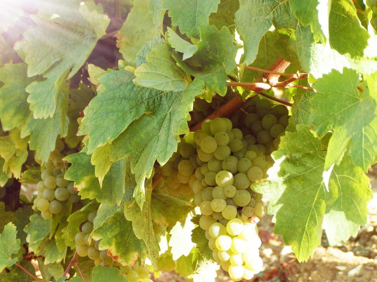 Les Chalets De Sancerre Thauvenay 외부 사진
